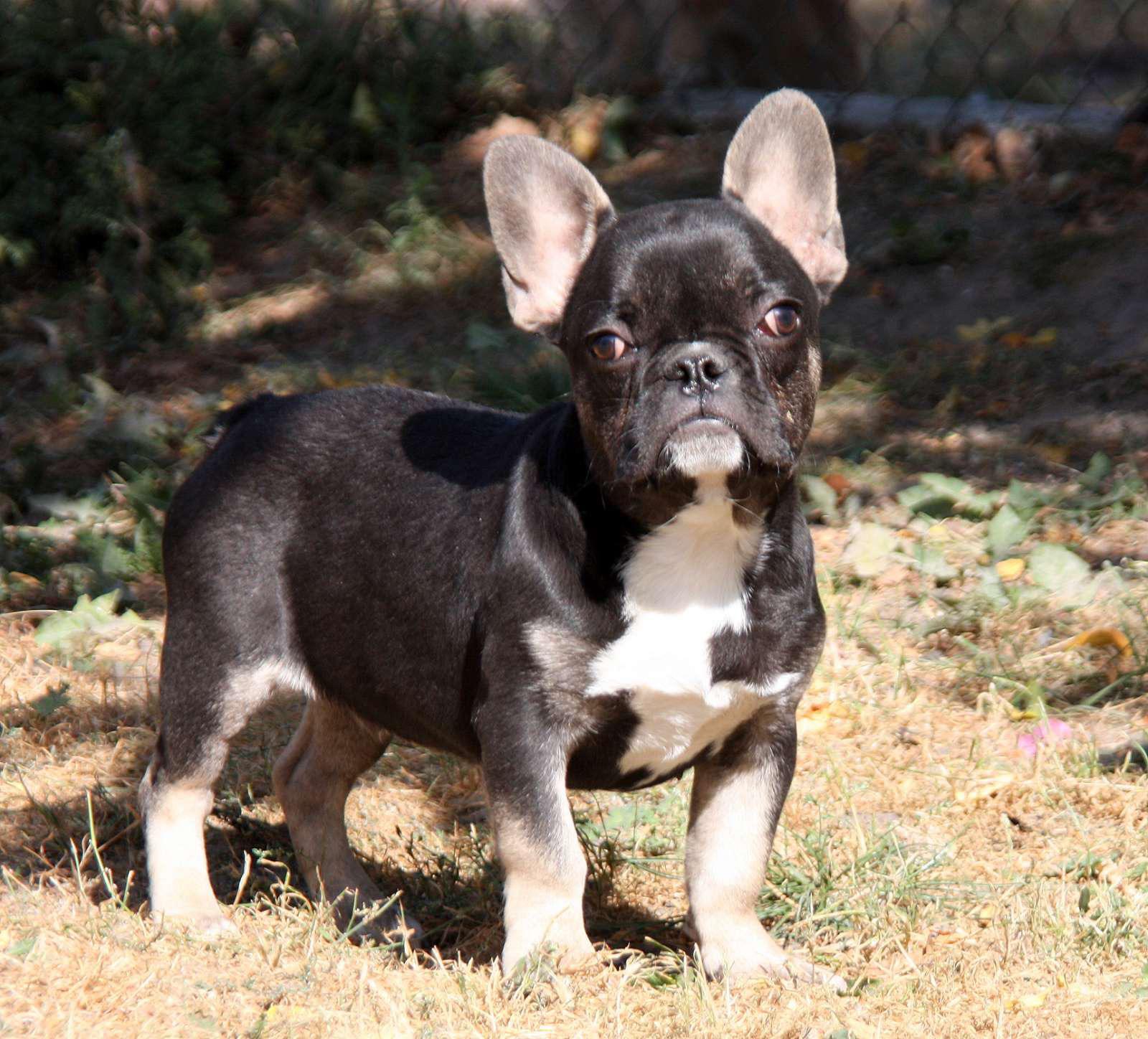 French Bulldog Puppies For Sale In Vancouver Bc French